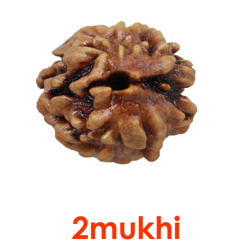 2 Mukhi Rudraksha