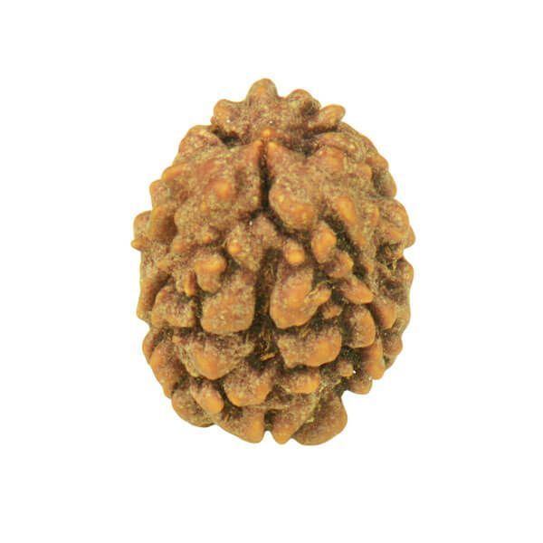 3 Mukhi Rudraksha