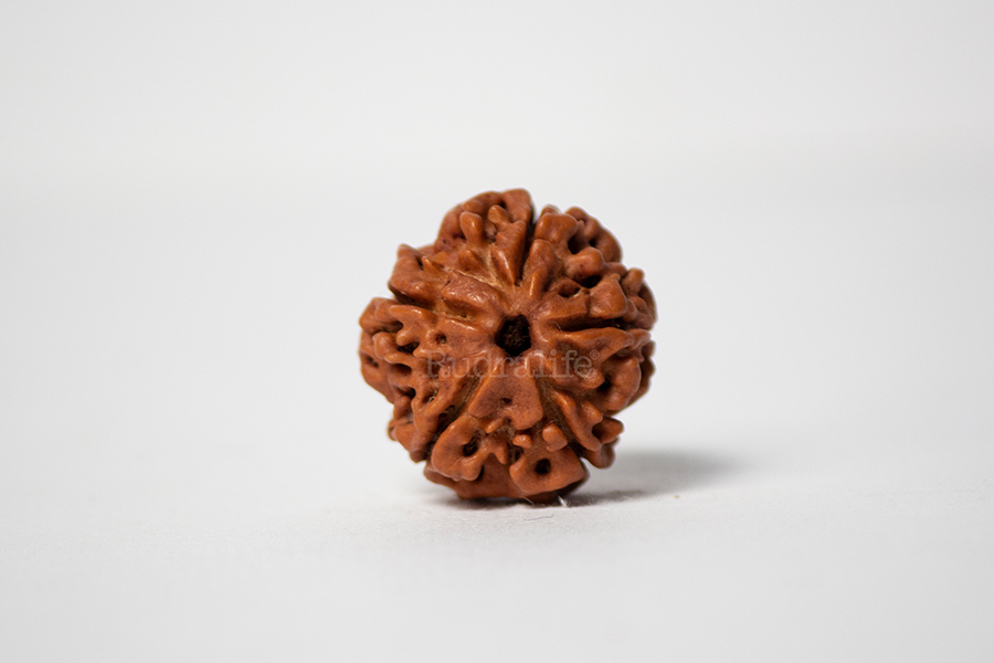 5 Mukhi Rudraksha