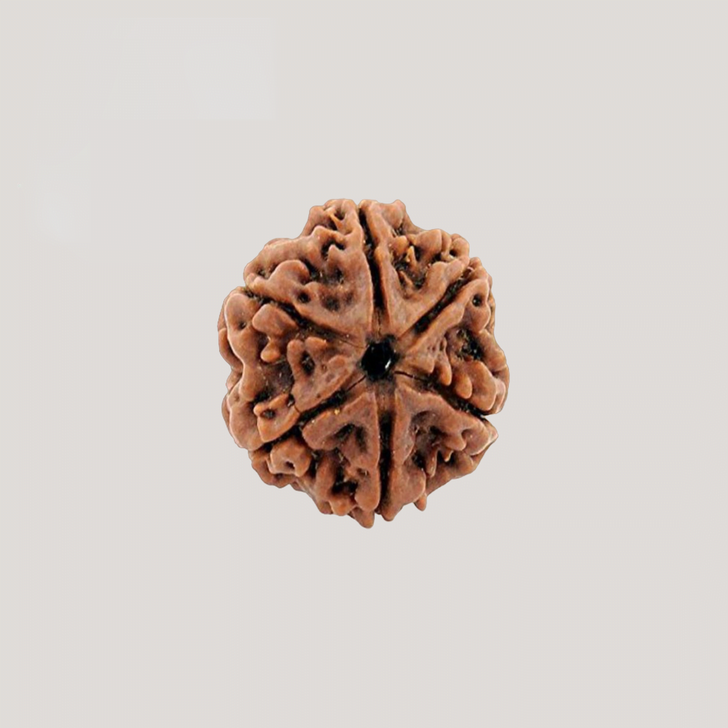 6 Mukhi Rudraksha